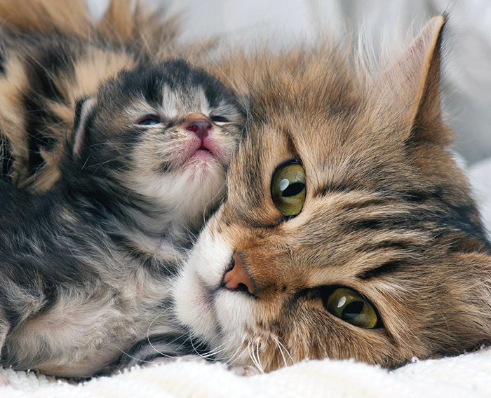 Kitten,Puppy & Mother Care