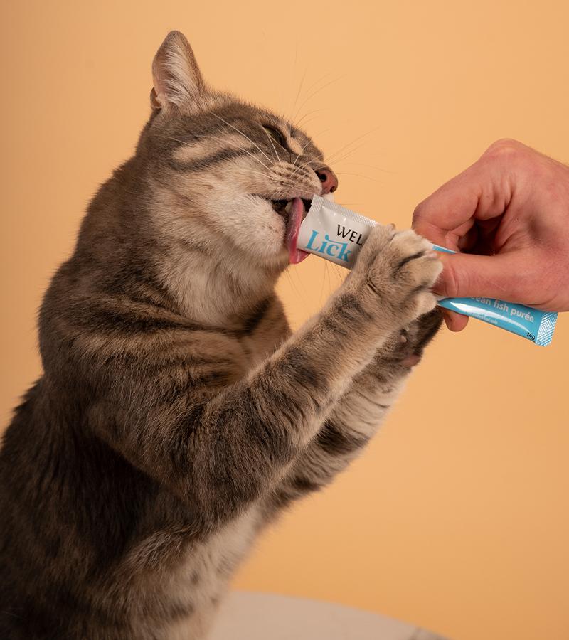 Cat Treats & Jelly