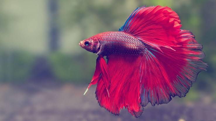 Fish Section (Feed, supplement, Medicine & Aquarium Accesories)