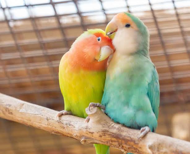 Bird Section (Food, Supplement, Accessories)
